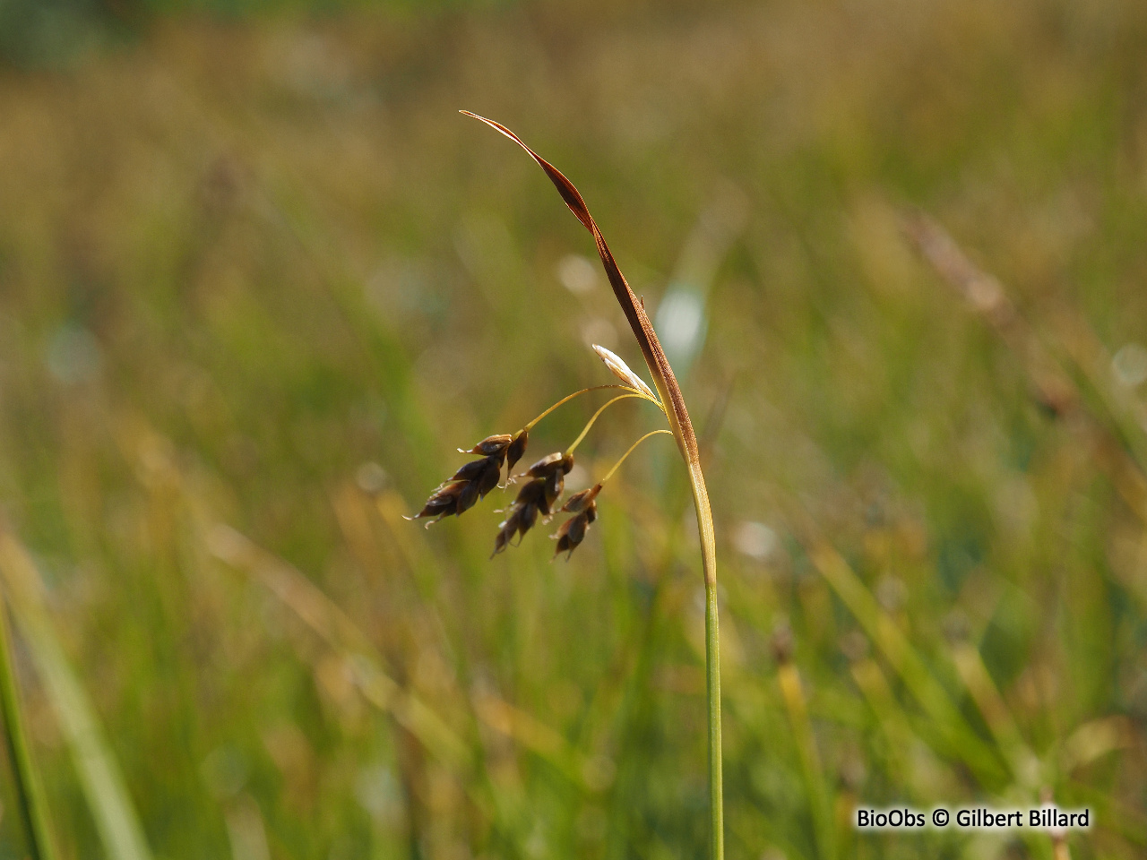 Laiche capillaire - Carex capillaris - Gilbert Billard - BioObs