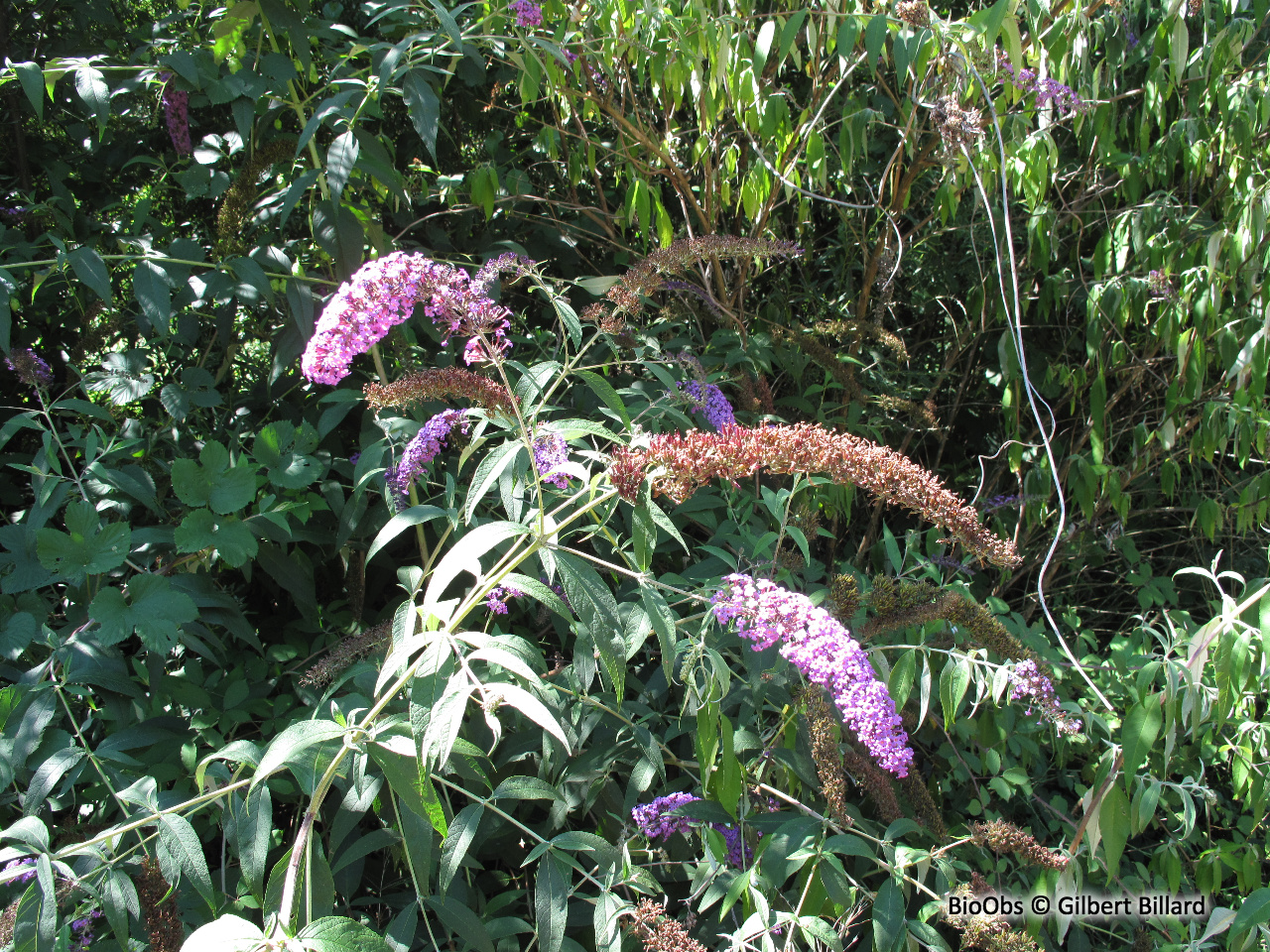Arbre à papillons - Buddleja davidii - Gilbert Billard - BioObs