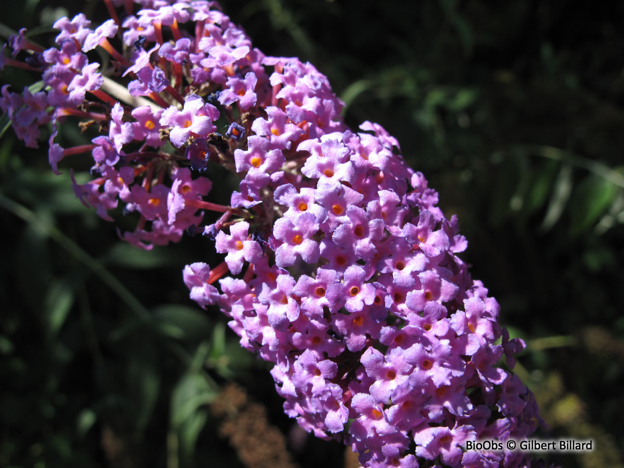 Arbre à papillons - Buddleja davidii - Gilbert Billard - BioObs