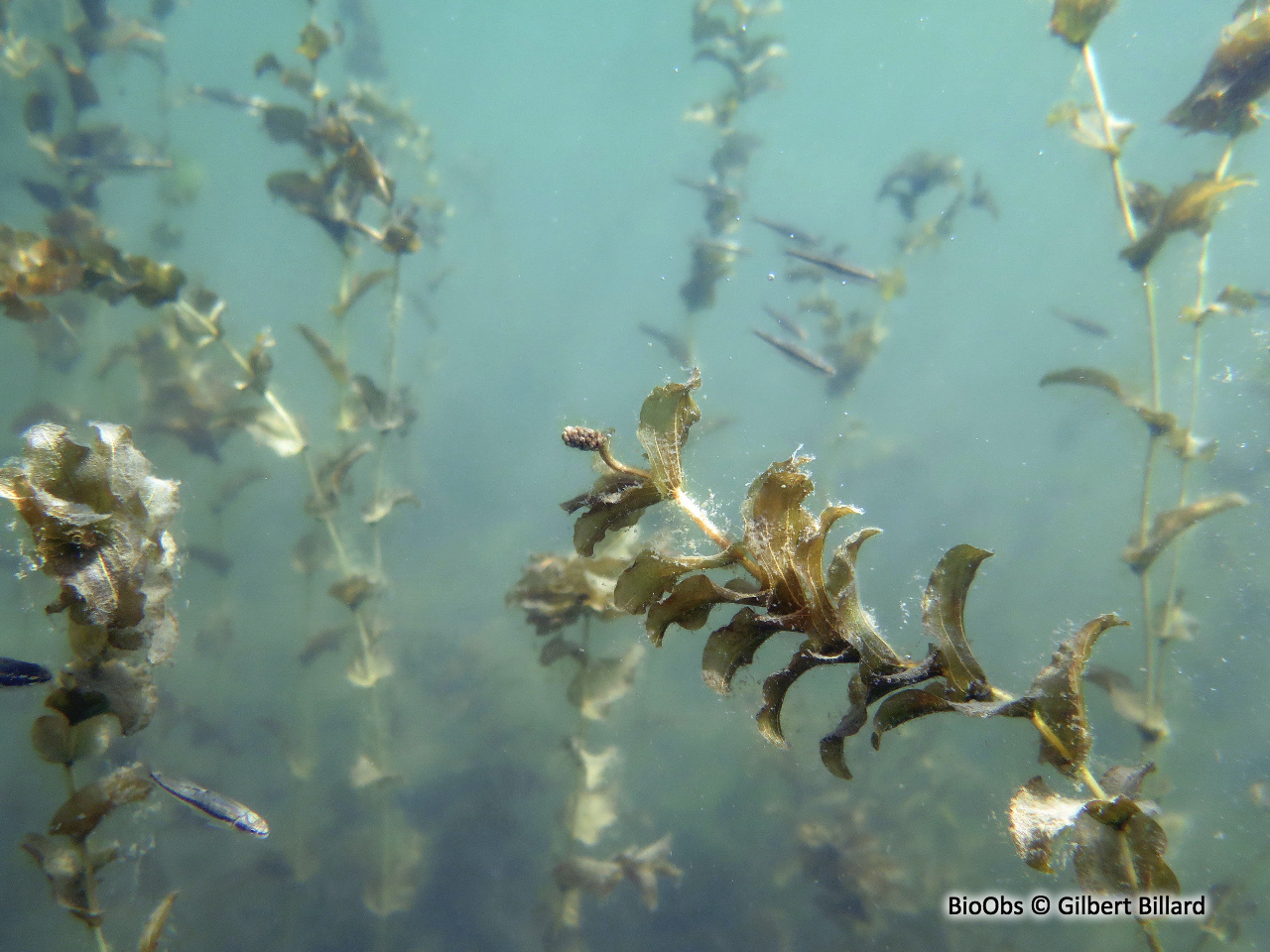 Potamot perfolié - Potamogeton perfoliatus - Gilbert Billard - BioObs