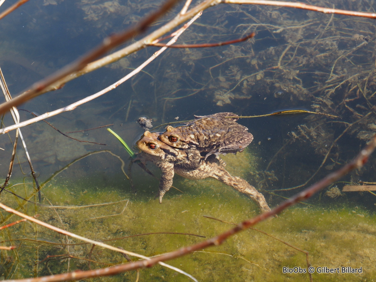 Crapaud épineux - Bufo spinosus - Gilbert Billard - BioObs
