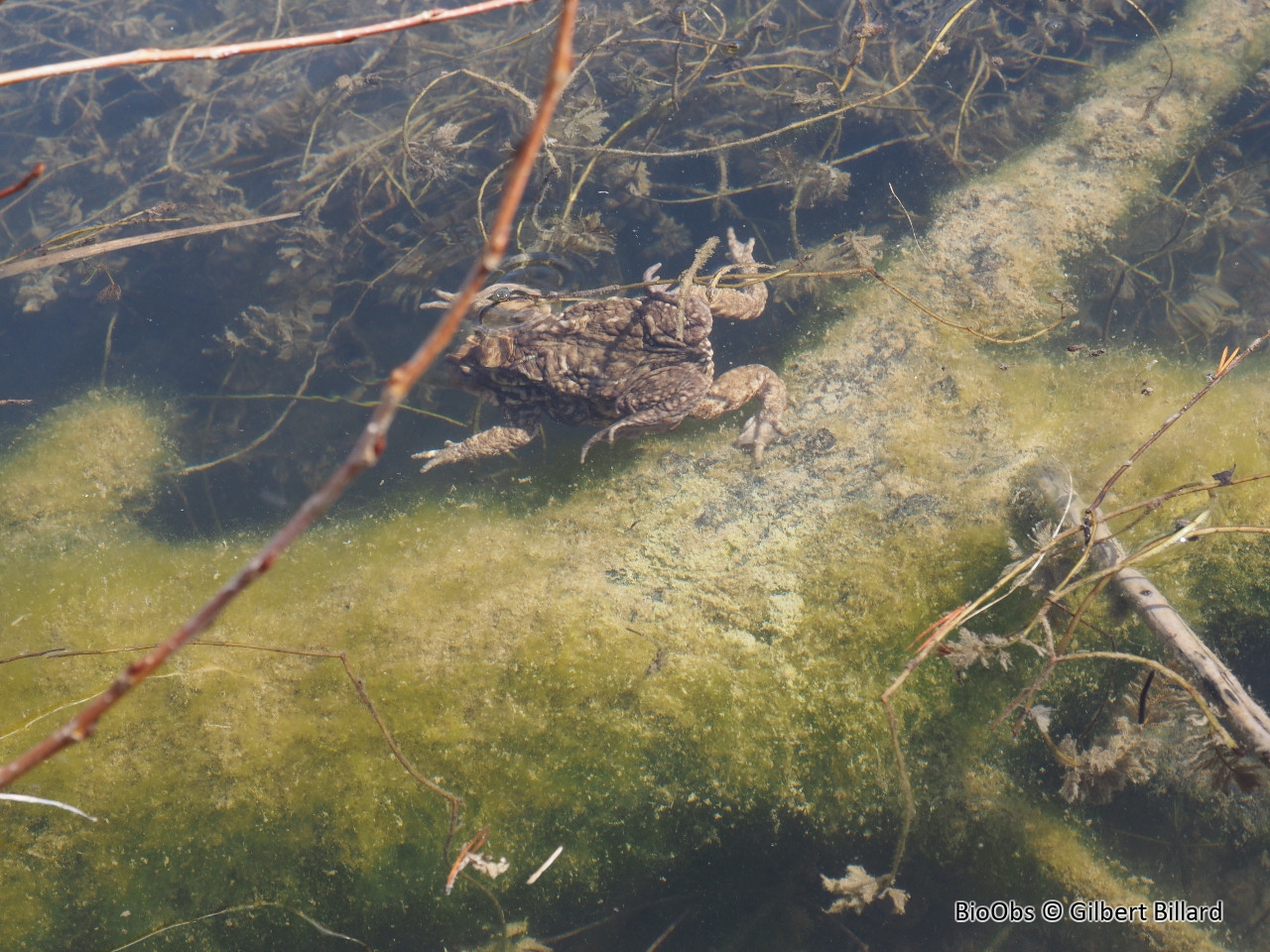Crapaud épineux - Bufo spinosus - Gilbert Billard - BioObs