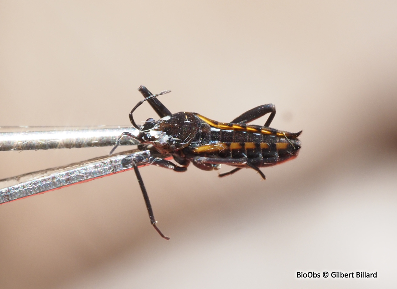 Criquet d'eau - Velia caprai - Gilbert Billard - BioObs