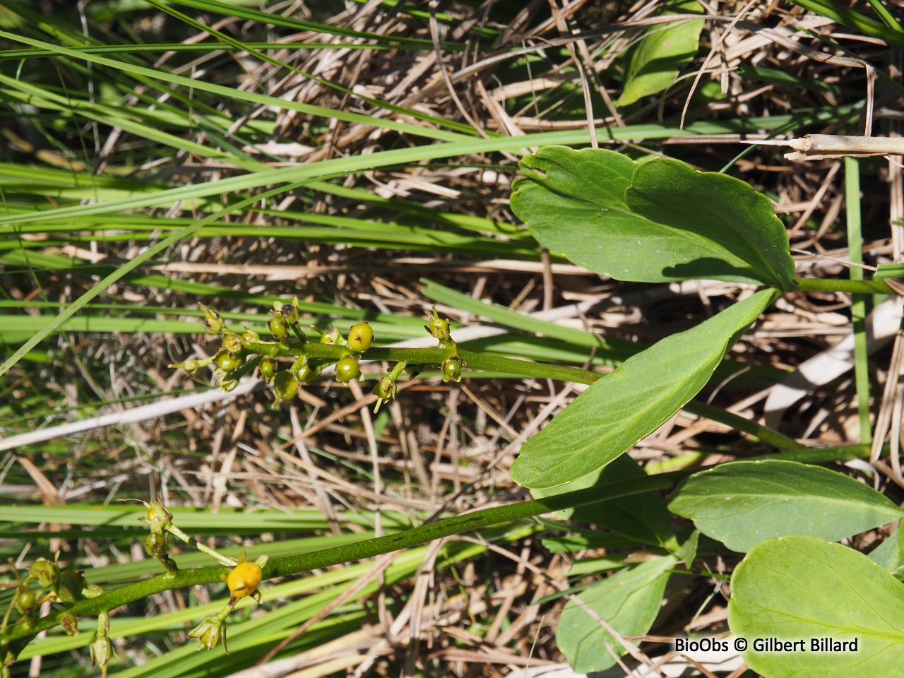 Trèfle d'eau - Menyanthes trifoliata - Gilbert Billard - BioObs