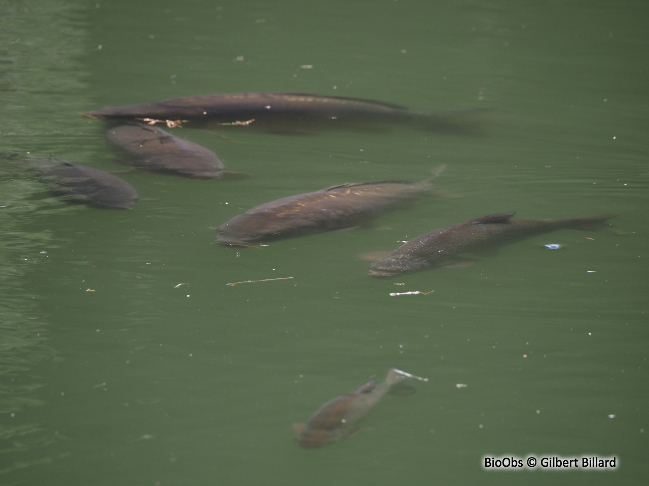 Carpe commune - Cyprinus carpio - Gilbert Billard - BioObs