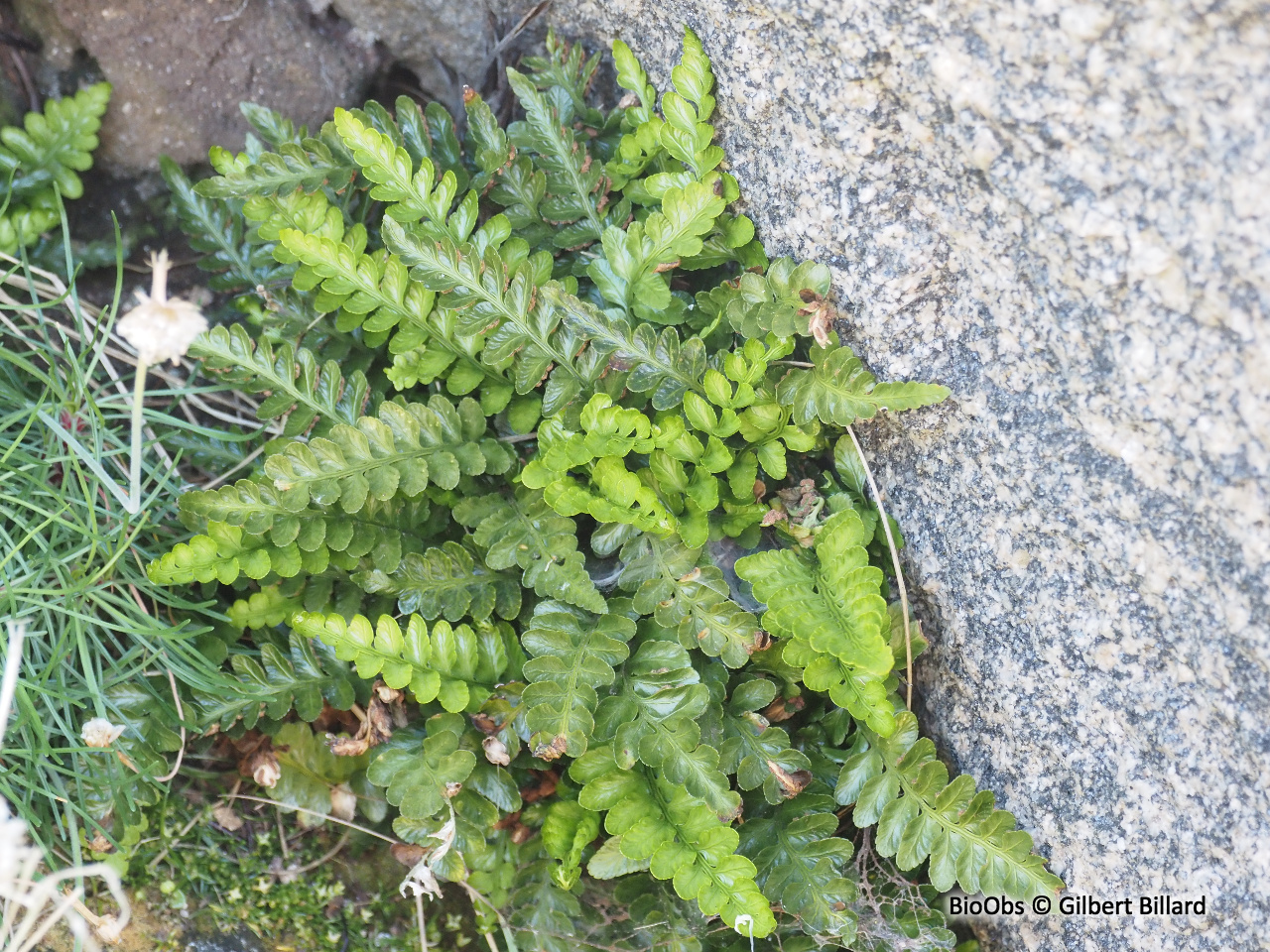 Doradille maritime - Asplenium marinum - Gilbert Billard - BioObs