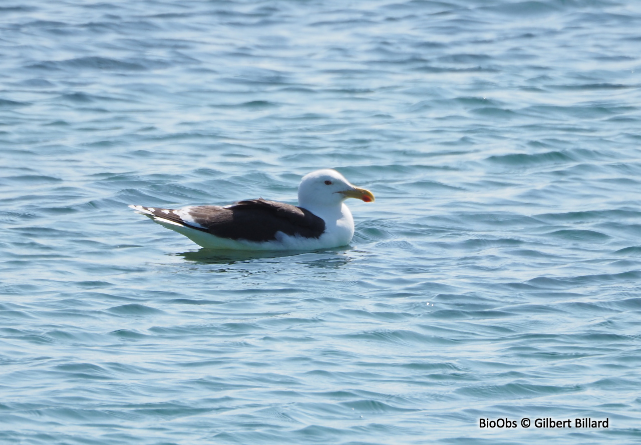 Goéland marin - Larus marinus - Gilbert Billard - BioObs