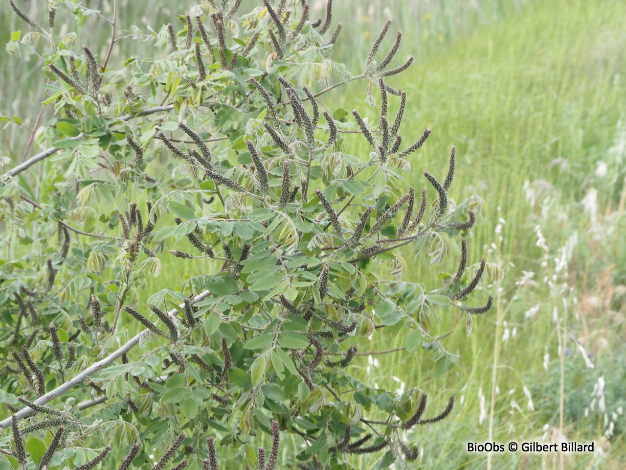 Amorphe arbustive - Amorpha fruticosa - Gilbert Billard - BioObs
