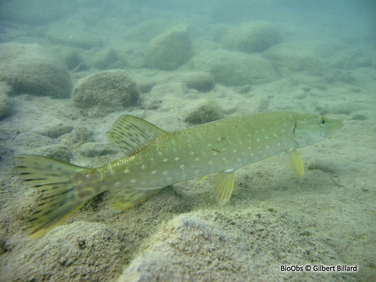 Brochet - Esox lucius - Gilbert Billard - BioObs