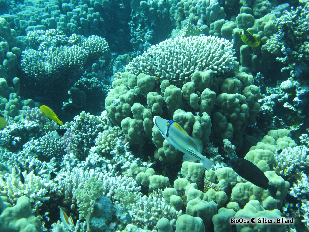 Baliste picasso de la mer Rouge - Rhinecanthus assasi - Gilbert Billard - BioObs