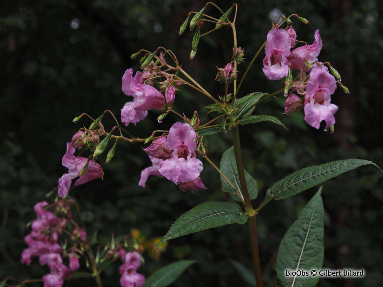Balsamine géante - Impatiens glandulifera - Gilbert Billard - BioObs