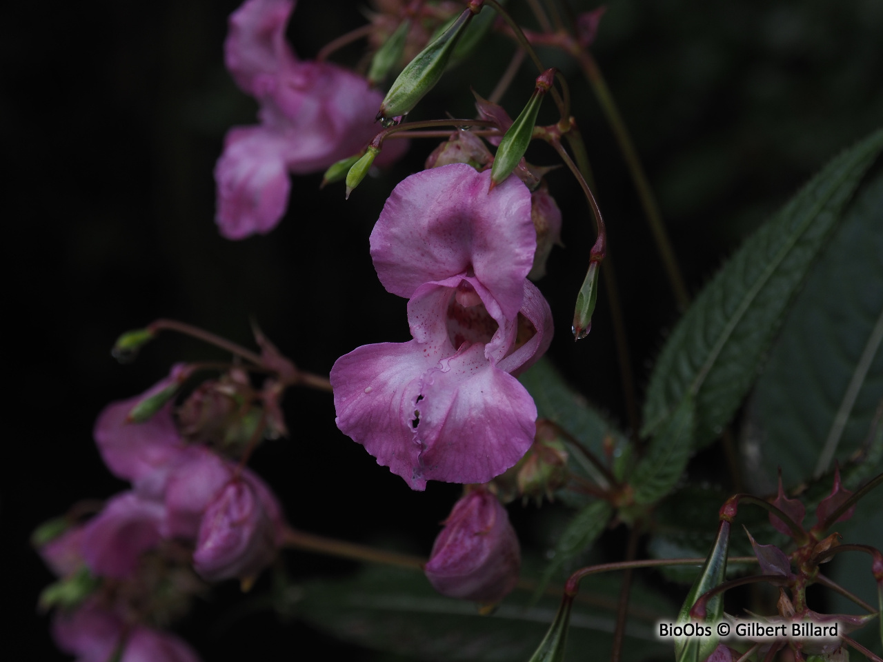 Balsamine géante - Impatiens glandulifera - Gilbert Billard - BioObs