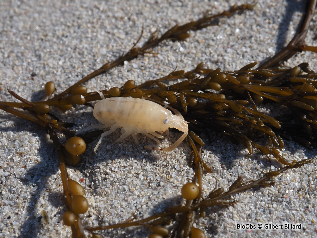 Puce de mer - Talitrus saltator - Gilbert Billard - BioObs