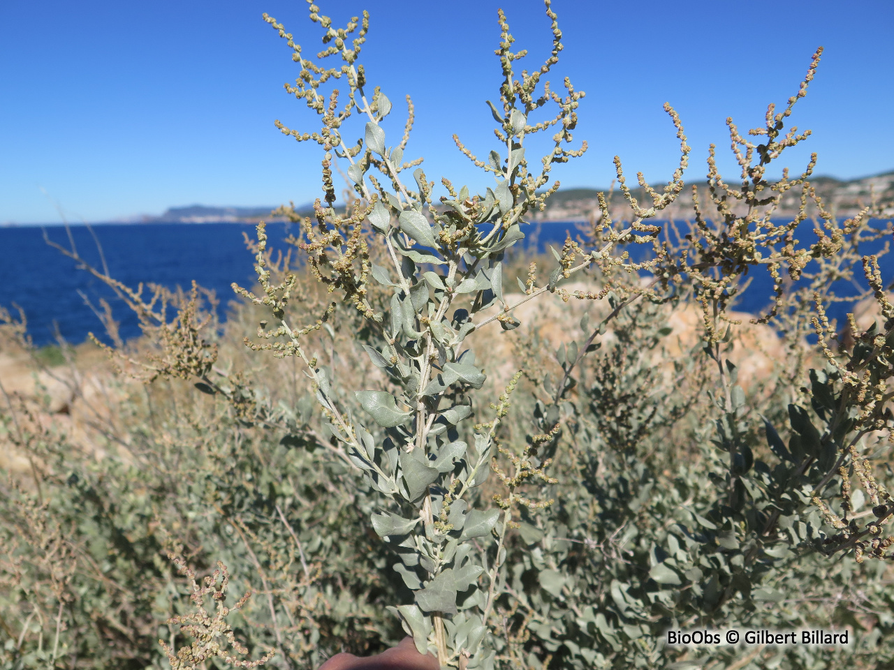 Arroche halime - Atriplex halimus - Gilbert Billard - BioObs