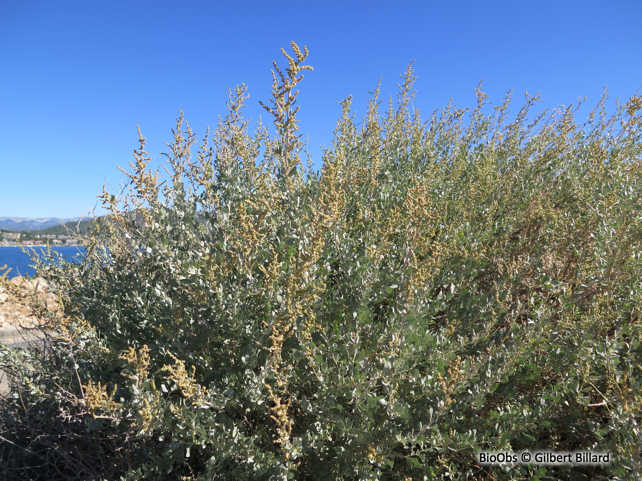 Arroche halime - Atriplex halimus - Gilbert Billard - BioObs