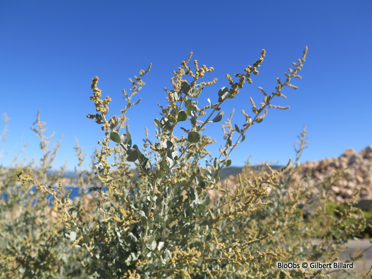 Arroche halime - Atriplex halimus - Gilbert Billard - BioObs