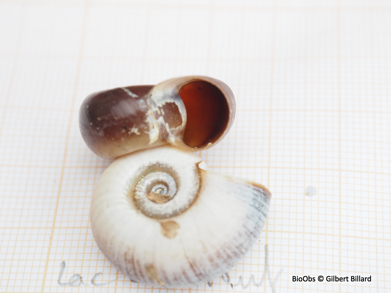 Planorbe des étangs - Planorbarius corneus - Gilbert Billard - BioObs