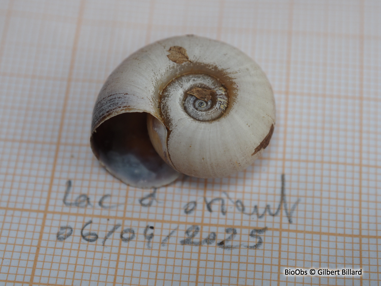 Planorbe des étangs - Planorbarius corneus - Gilbert Billard - BioObs