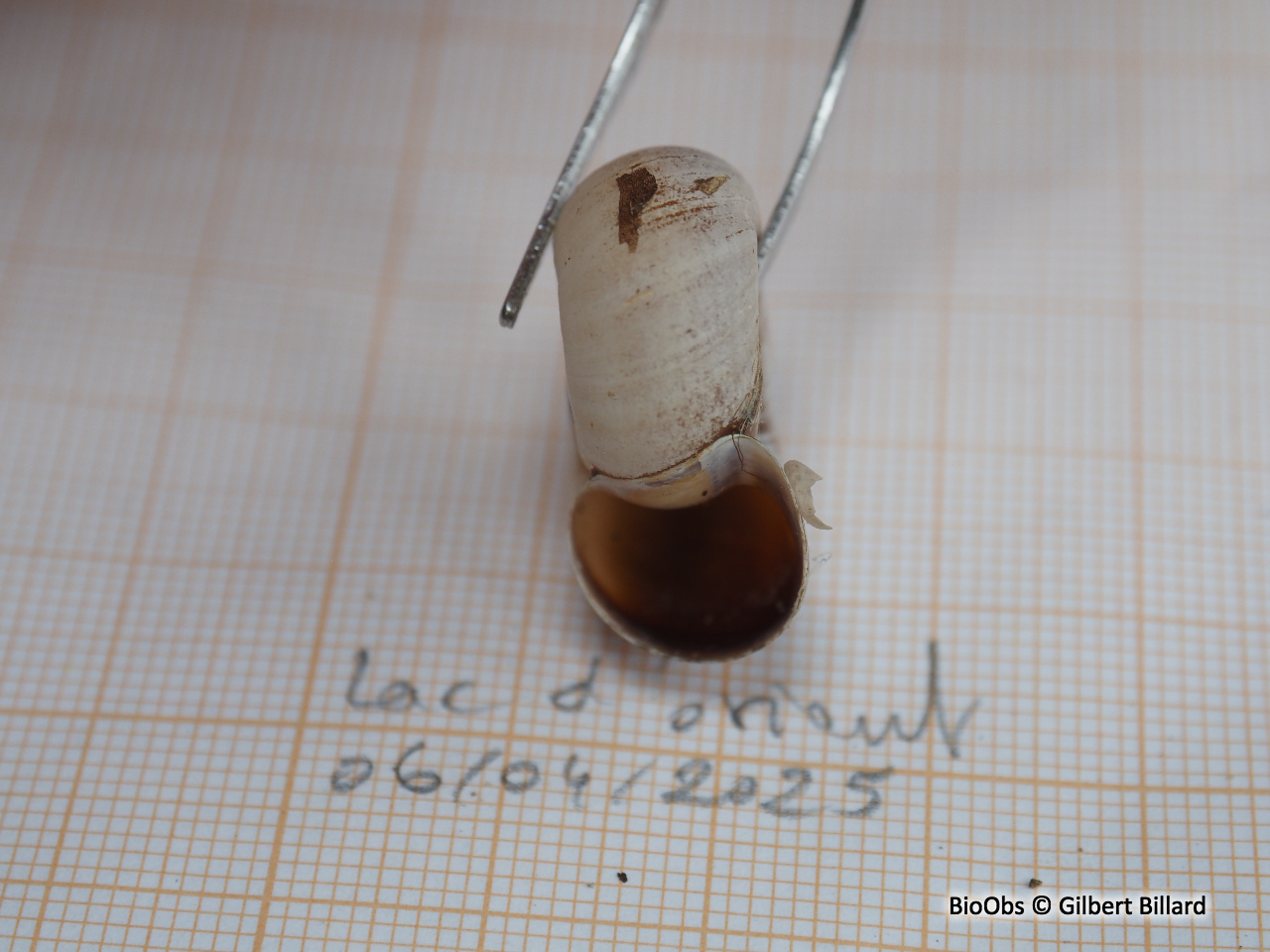 Planorbe des étangs - Planorbarius corneus - Gilbert Billard - BioObs