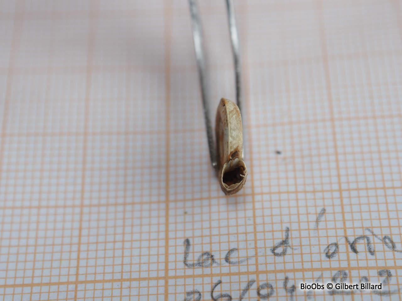 Planorbe commune - Planorbis planorbis - Gilbert Billard - BioObs