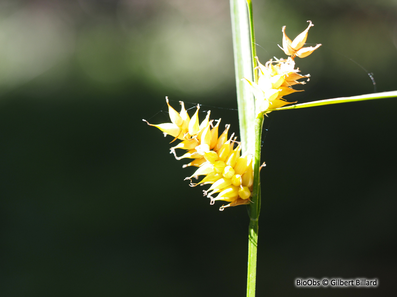 Laîche vésiculeuse - Carex vesicaria - Gilbert Billard - BioObs