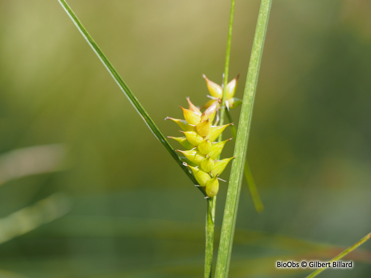 Laîche vésiculeuse - Carex vesicaria - Gilbert Billard - BioObs