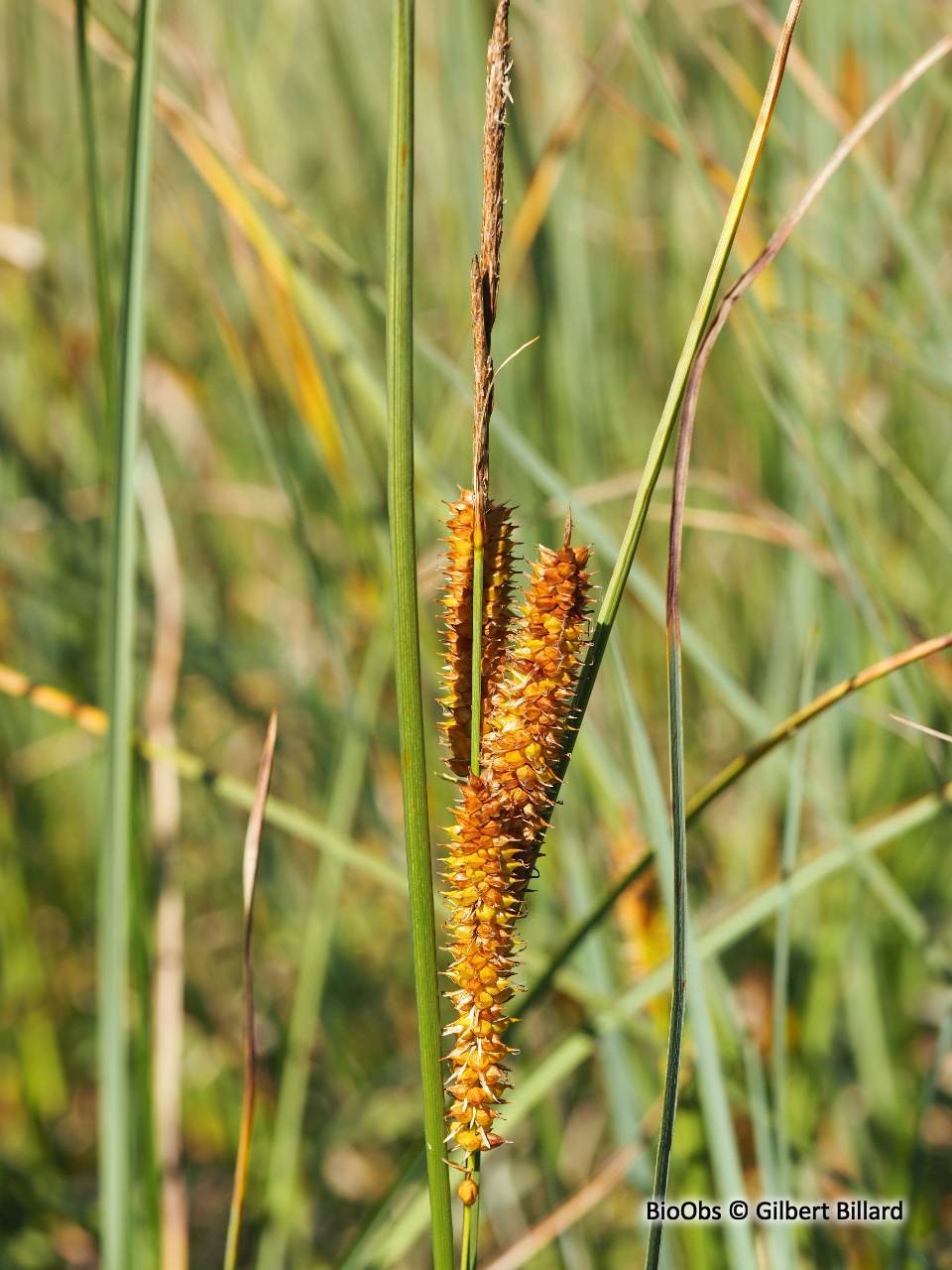 Laîche à bec - Carex rostrata - Gilbert Billard - BioObs
