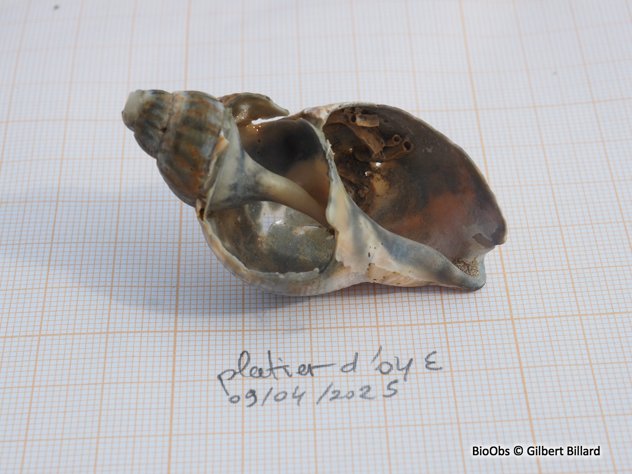 Buccin commun - Buccinum undatum - Gilbert Billard - BioObs