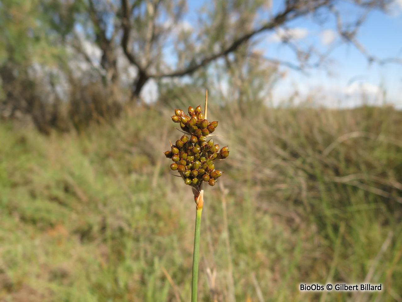 Jonc aigu - Juncus acutus - Gilbert Billard - BioObs