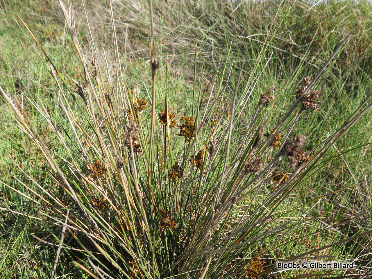 Jonc aigu - Juncus acutus - Gilbert Billard - BioObs