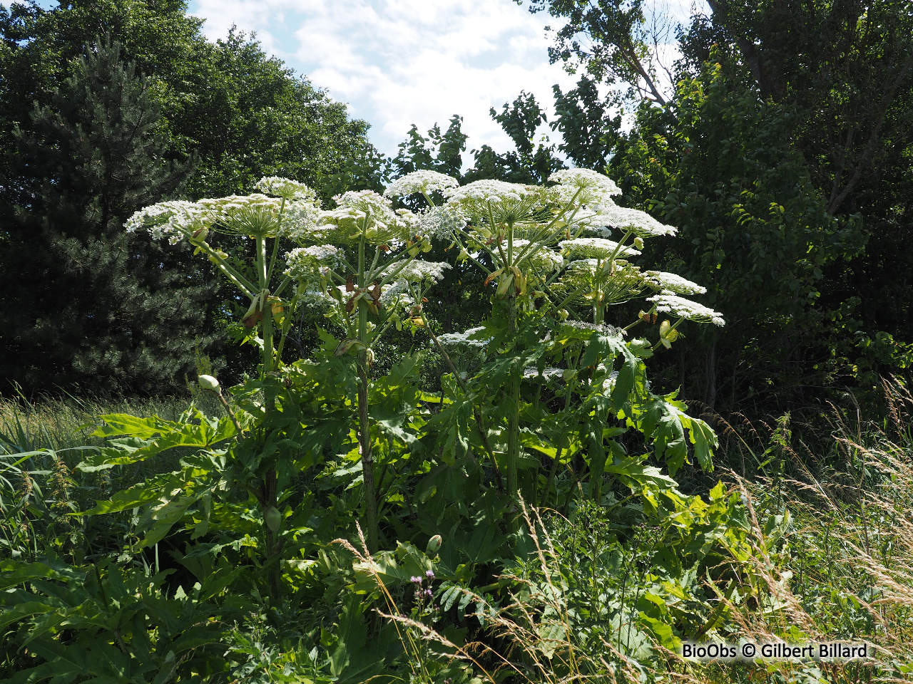 Berce du Caucase - Heracleum mantegazzianum - Gilbert Billard - BioObs