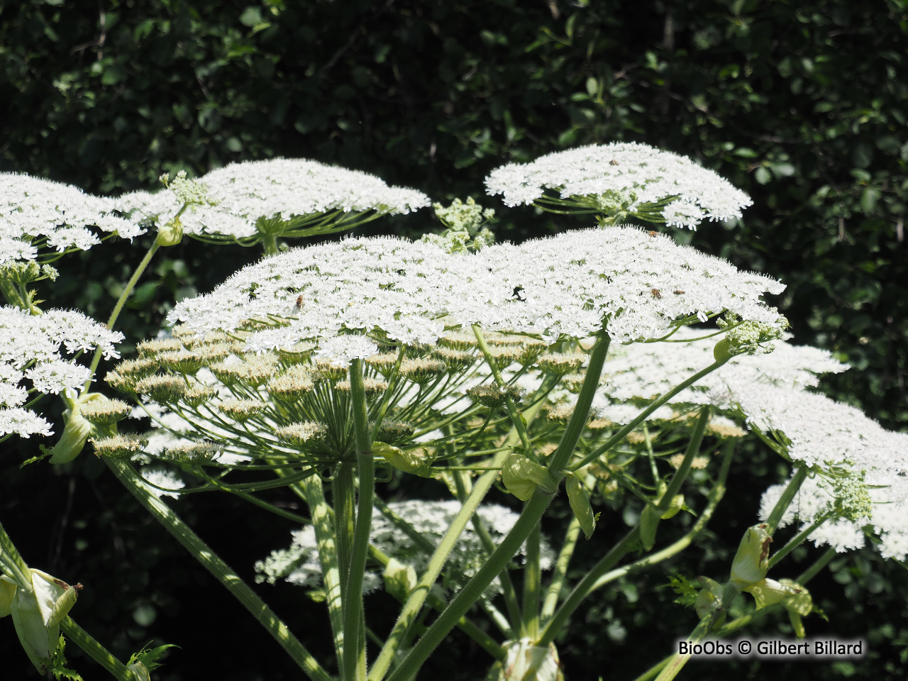 Berce du Caucase - Heracleum mantegazzianum - Gilbert Billard - BioObs