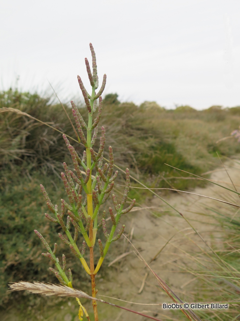 Salicorne - Salicornia spp. - Gilbert Billard - BioObs