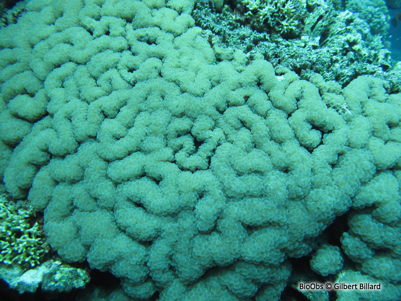 Corail à bulles sinueux - Plerogyra sinuosa - Gilbert Billard - BioObs