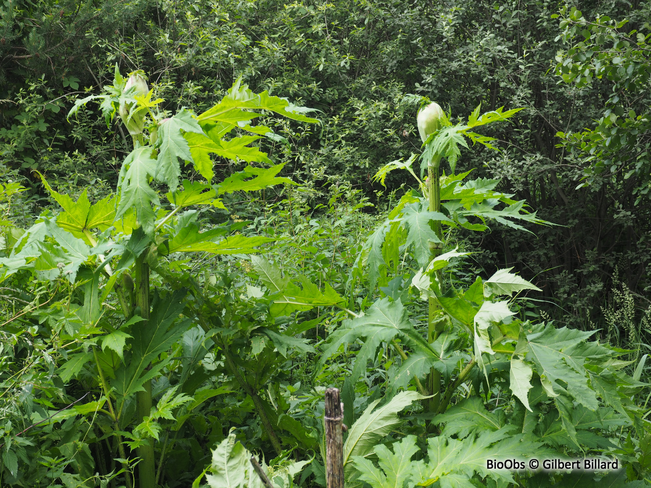 Berce du Caucase - Heracleum mantegazzianum - Gilbert Billard - BioObs