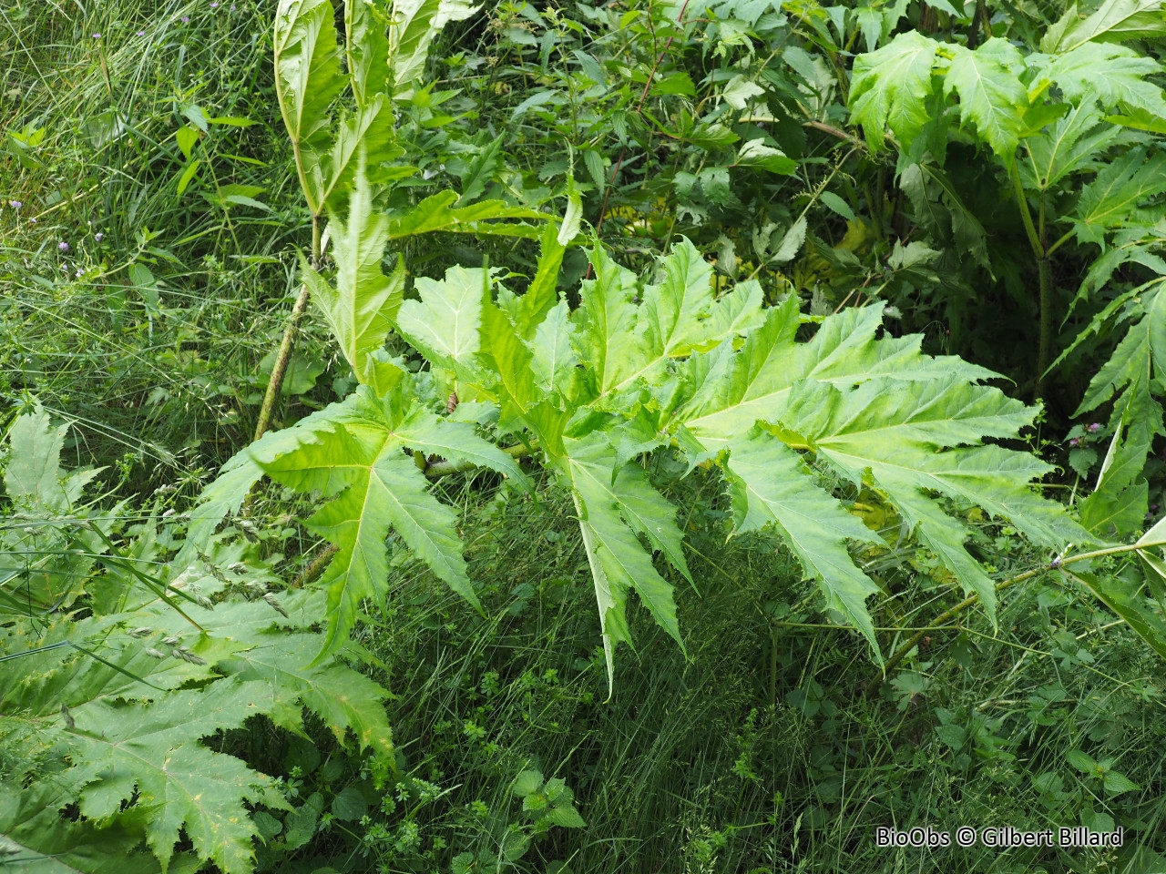 Berce du Caucase - Heracleum mantegazzianum - Gilbert Billard - BioObs