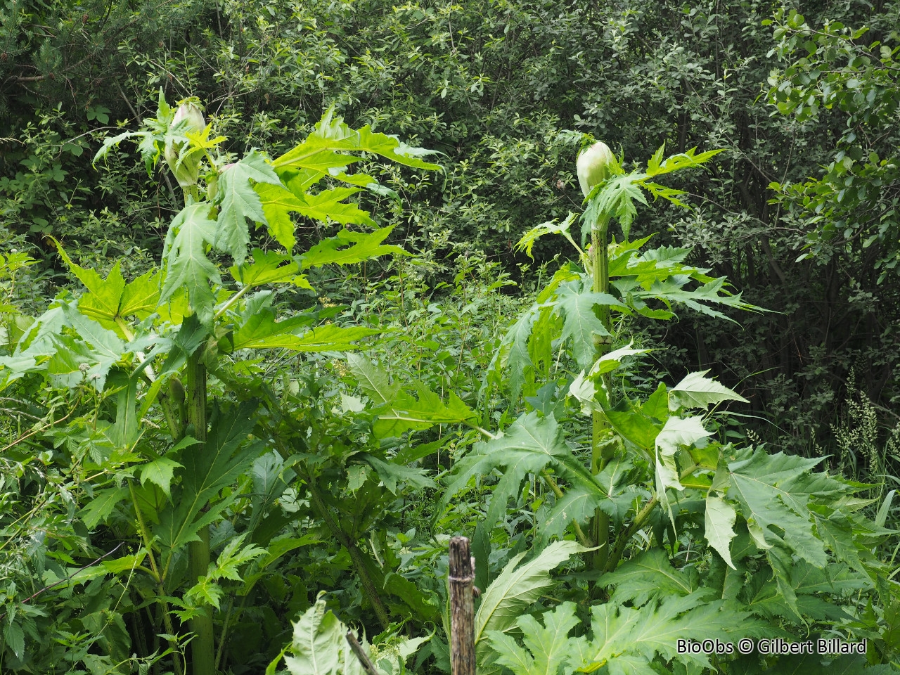 Berce du Caucase - Heracleum mantegazzianum - Gilbert Billard - BioObs