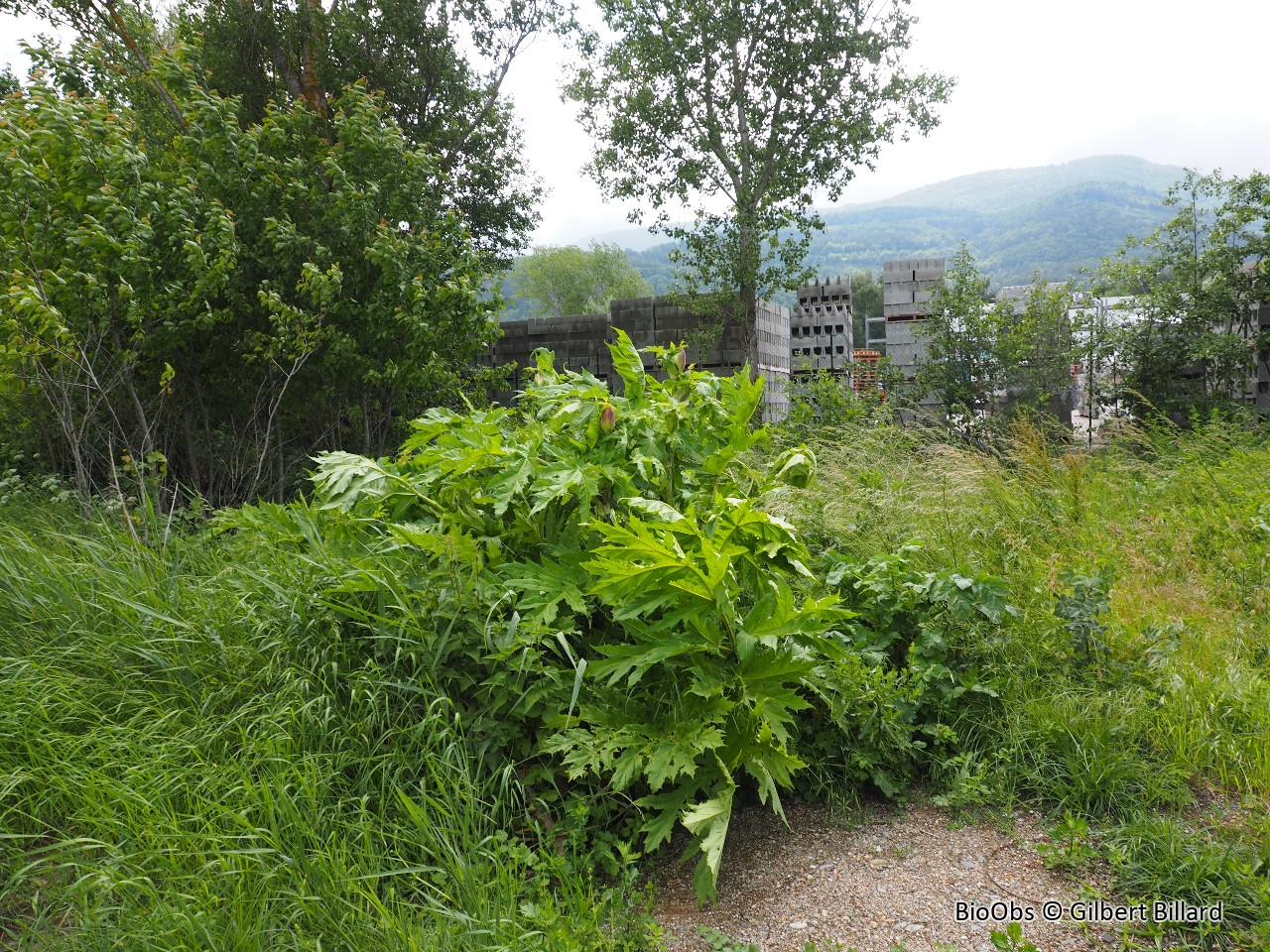 Berce du Caucase - Heracleum mantegazzianum - Gilbert Billard - BioObs