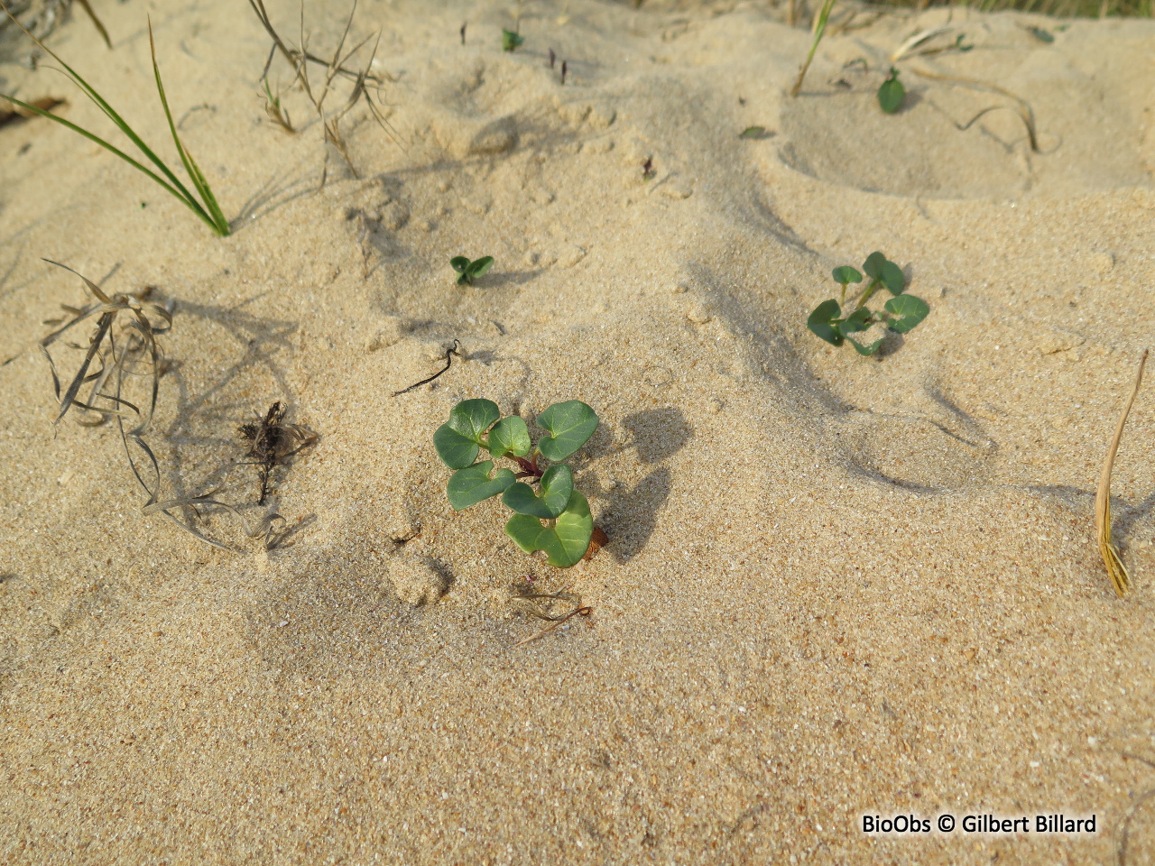 Liseron des dunes - Convolvulus soldanella - Gilbert Billard - BioObs
