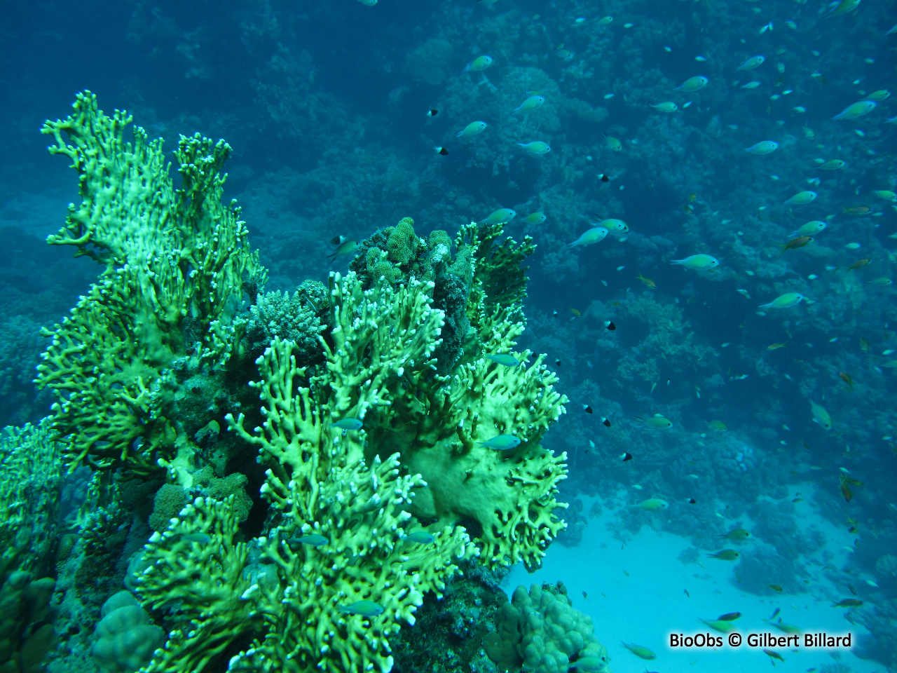 Corail de feu ramifié - Millepora dichotoma - Gilbert Billard - BioObs