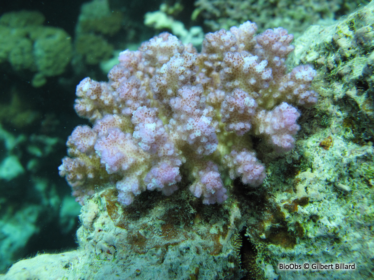 Corail framboise - Pocillopora verrucosa - Gilbert Billard - BioObs