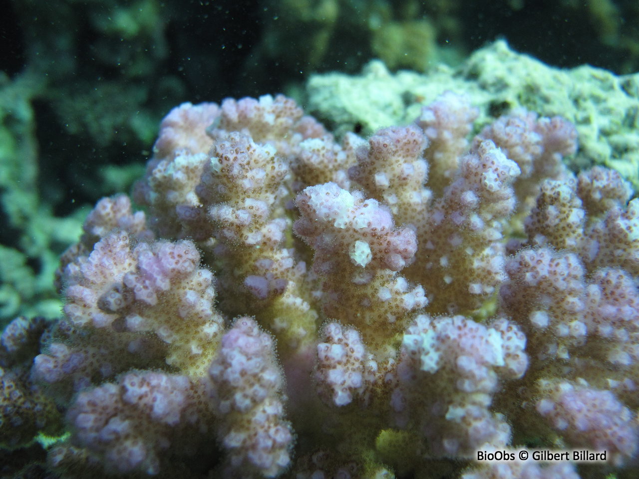 Corail framboise - Pocillopora verrucosa - Gilbert Billard - BioObs