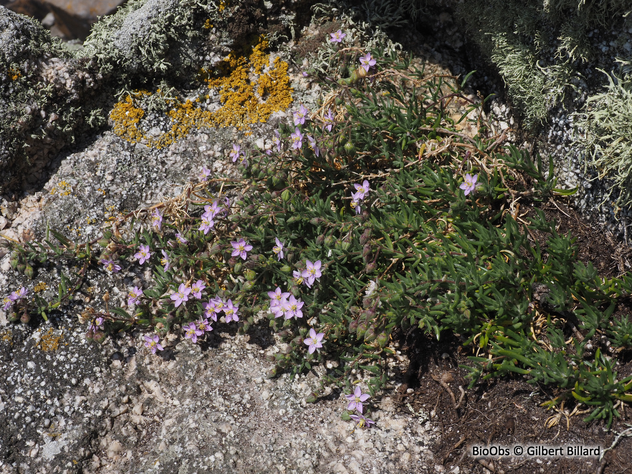 Spergulaire des rochers - Spergularia rupicola - Gilbert Billard - BioObs