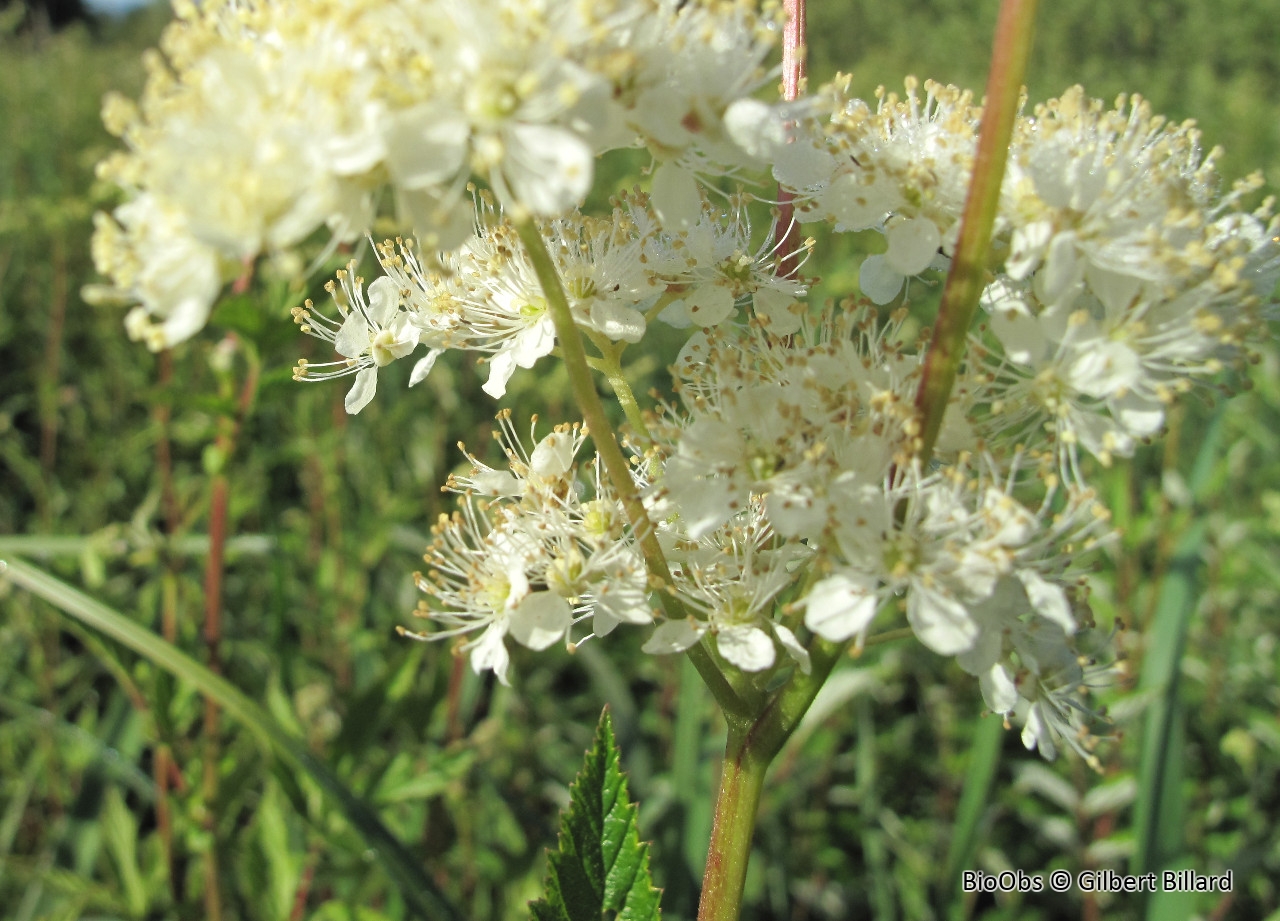 Reine des prés - Filipendula ulmaria - Gilbert Billard - BioObs