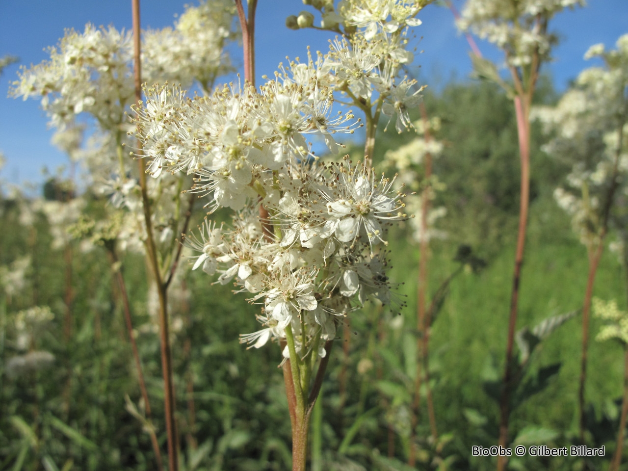 Reine des prés - Filipendula ulmaria - Gilbert Billard - BioObs