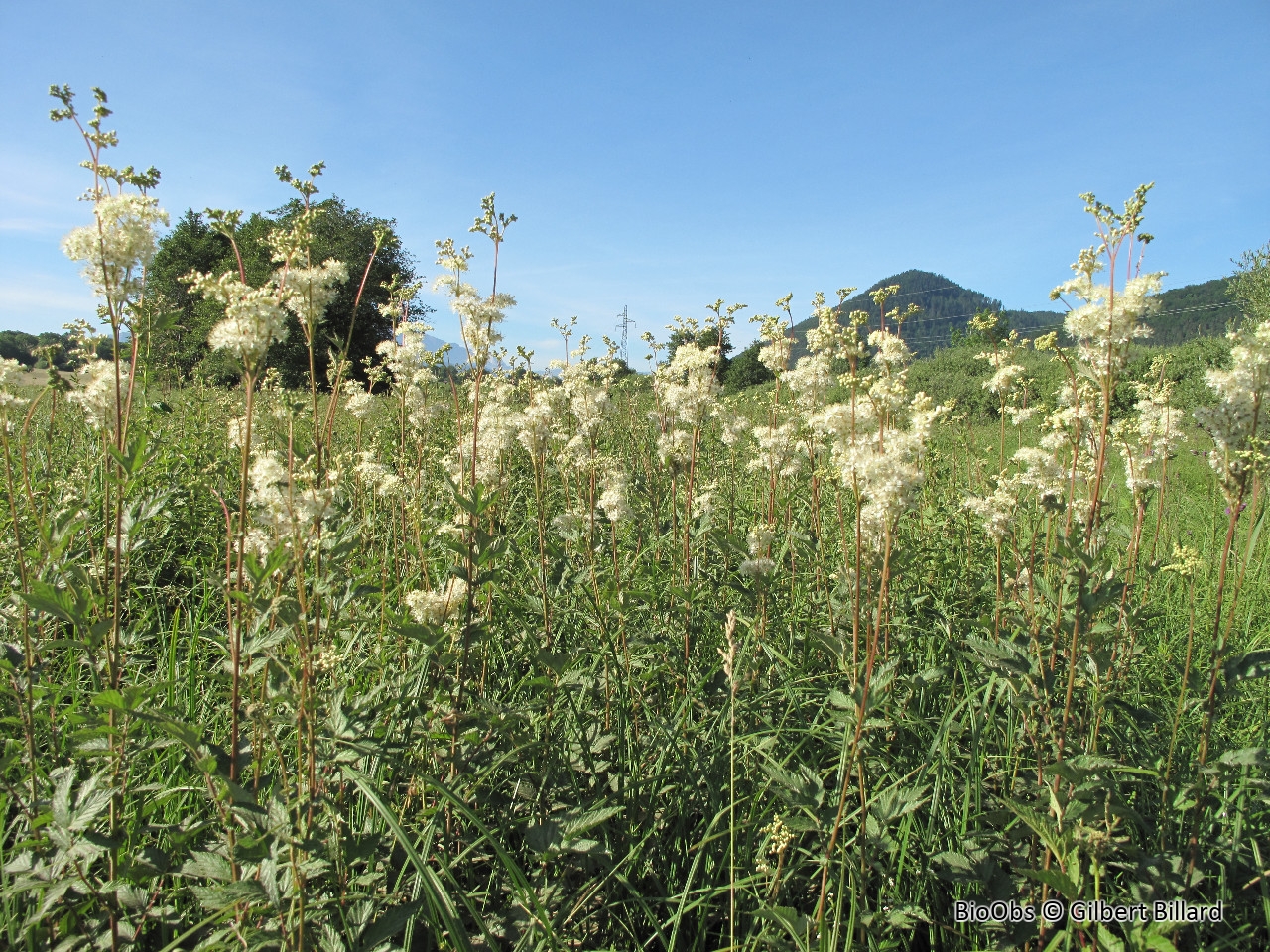 Reine des prés - Filipendula ulmaria - Gilbert Billard - BioObs