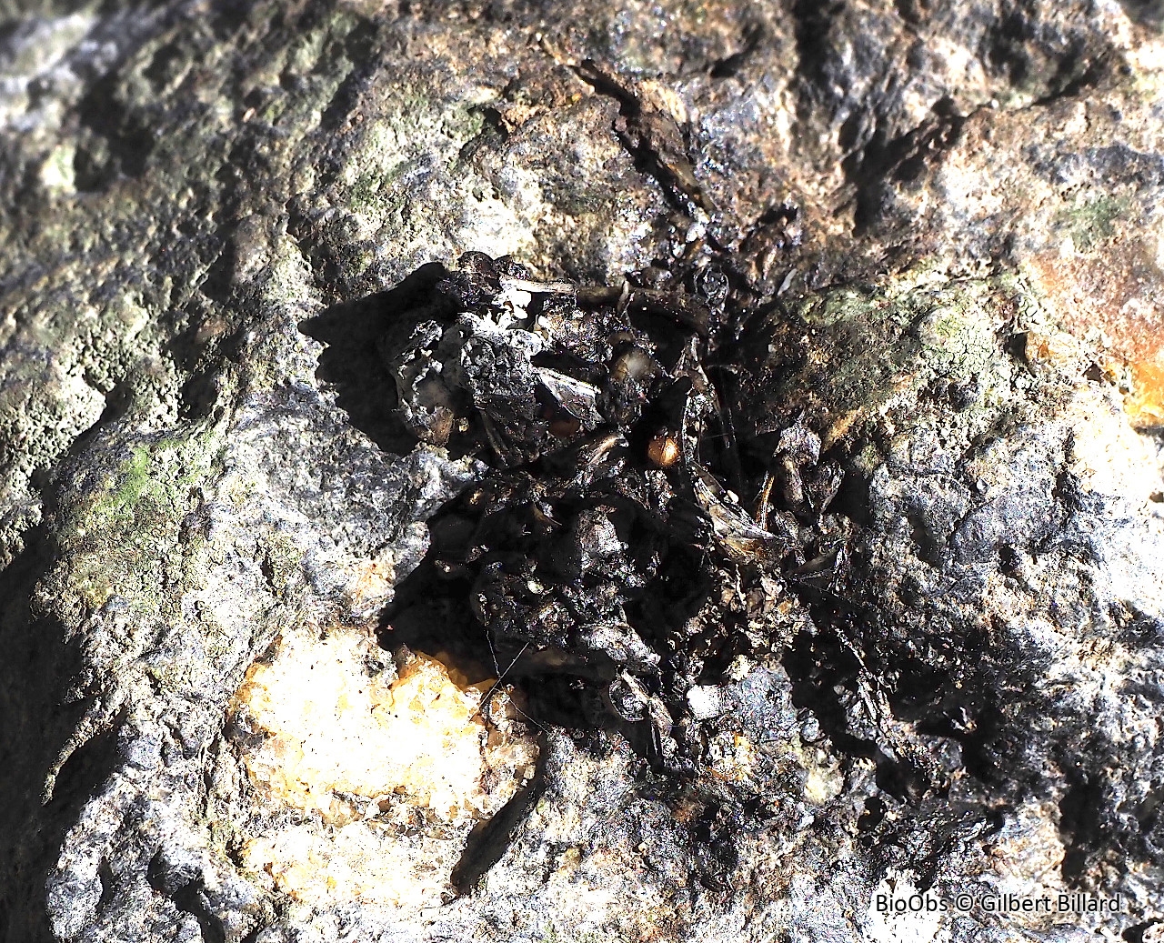 Loutre d'Europe - Lutra lutra - Gilbert Billard - BioObs