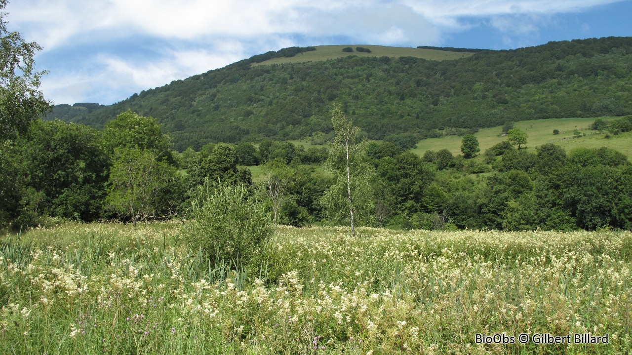 Reine des prés - Filipendula ulmaria - Gilbert Billard - BioObs