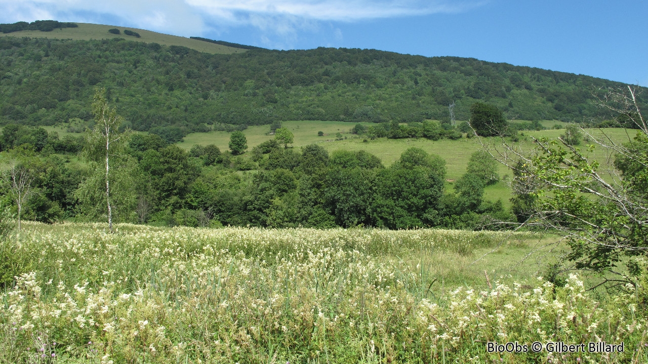 Reine des prés - Filipendula ulmaria - Gilbert Billard - BioObs