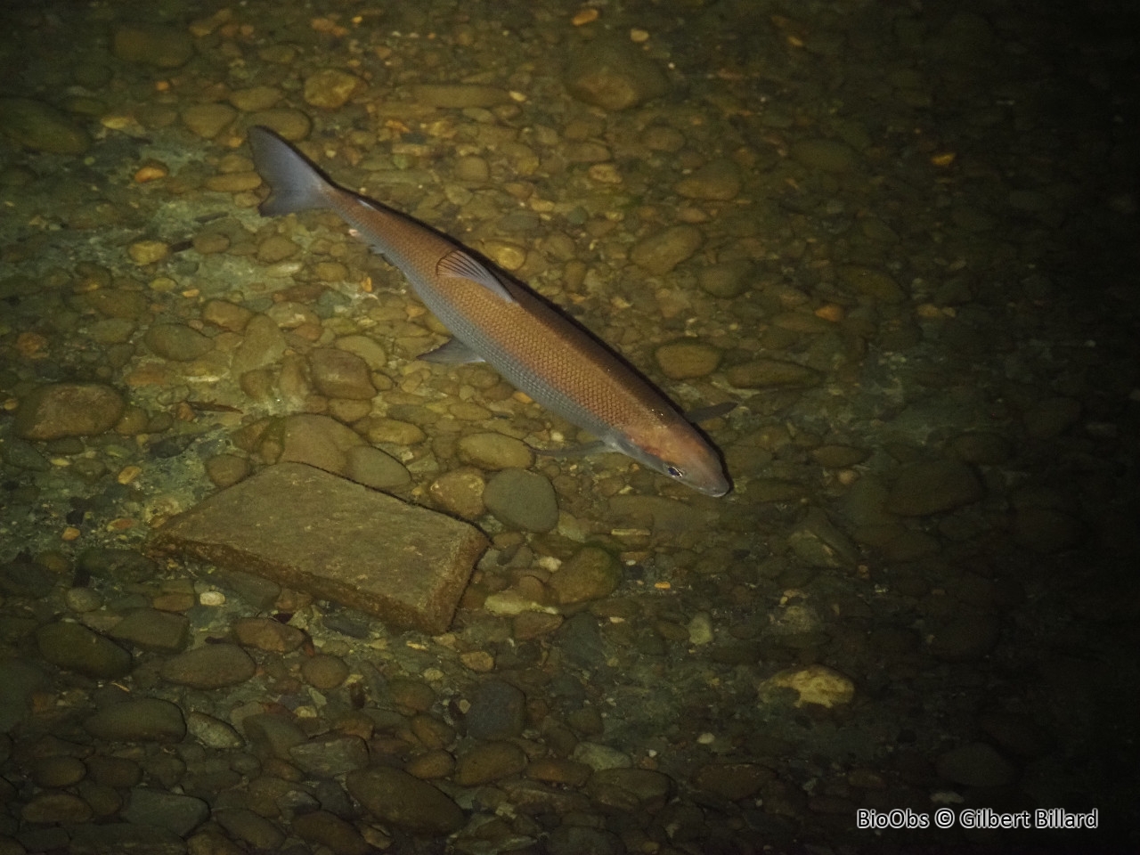 Corégone - Coregonus lavaretus - Gilbert Billard - BioObs